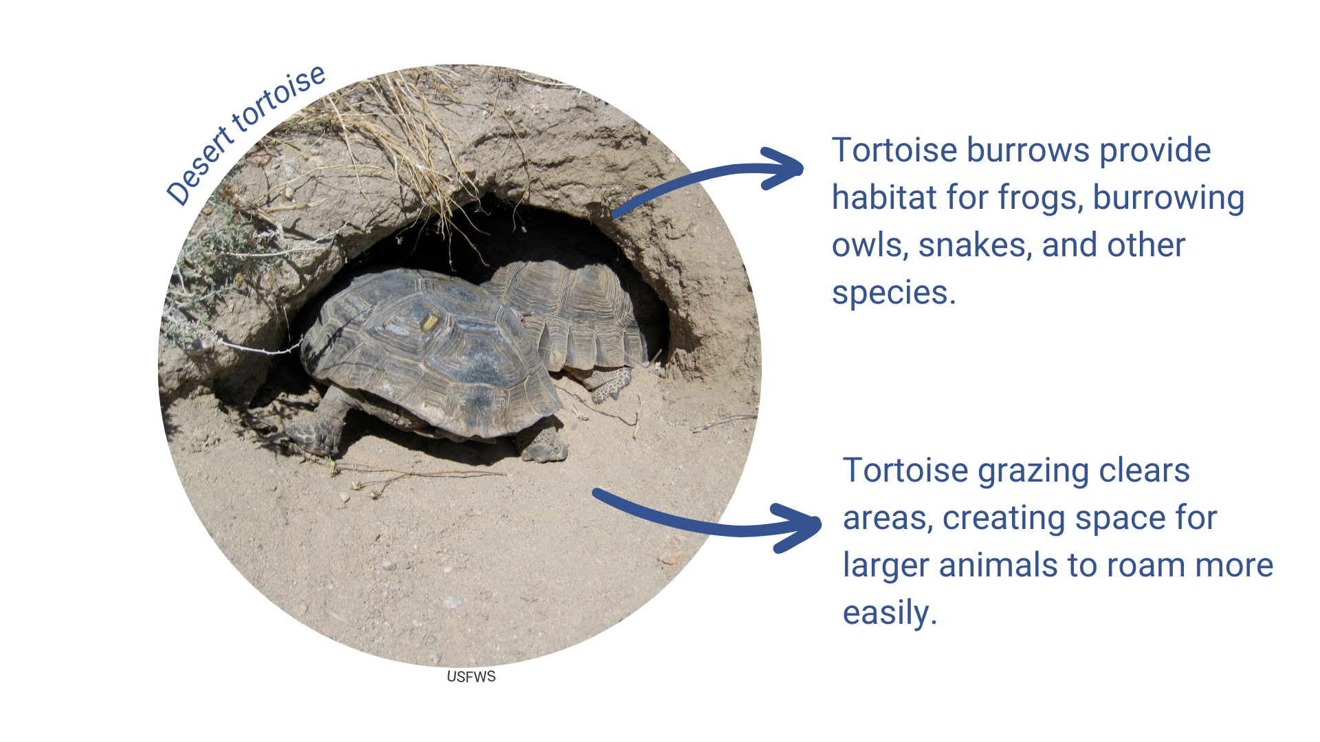Desert Tortoise Burrows FWS.gov